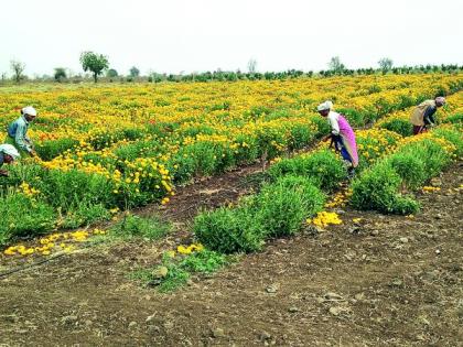 Flowers withered in lockdown, goods had to be sold at Rs 10 | लॉकडाऊनमध्ये फुले कोमेजली, ५ ते १० रुपये किलोने विकावा लागला माल 