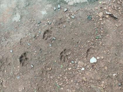 Leopard footprints found in courtyard in Bhandara district | भंडारा जिल्ह्यात अंगणात आढळले बिबट्याच्या पावलाचे ठसे