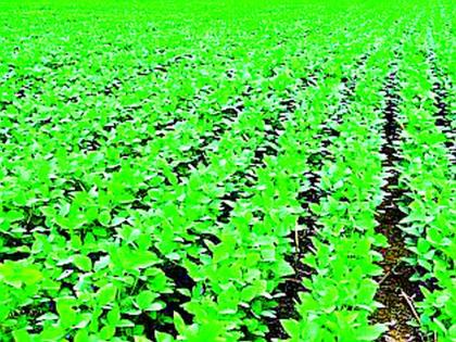 75,000 hectares of kharif still uncultivated | खरिपाचे ७५ हजार हेक्टर क्षेत्रावर अद्यापही लागवडीविना 75,000 hectares of kharif still uncultivated | खरिपाचे ७५ हजार हेक्टर क्षेत्रावर अद्यापही लागवडीविना