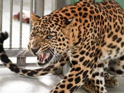 The Forest Department will formulate a policy for leopard control and habitat | बिबट्यांचे नियंत्रण आणि अधिवासासाठी वनविभाग धोरण आखणार