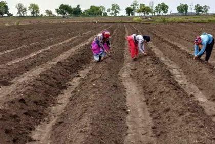 Crop insurance companies turn to farmers | पीक विमा कंपन्यांची शेतकऱ्यांकडे पाठ Crop insurance companies turn to farmers | पीक विमा कंपन्यांची शेतकऱ्यांकडे पाठ