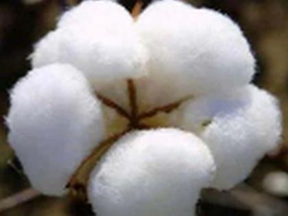 Shindkheda: The farmers are demanding from the state under the hybrid seeds of cotton | शिंदखेडा :शेतकरी परराज्यातून मागवित आहेत कापसाचे संकरीत बियाणे Shindkheda: The farmers are demanding from the state under the hybrid seeds of cotton | शिंदखेडा :शेतकरी परराज्यातून मागवित आहेत कापसाचे संकरीत बियाणे