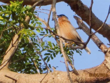 Bird watching tour started in Radhanagar | पक्षी निरिक्षण भ्रमंतीला राधानगरीत प्रारंभ