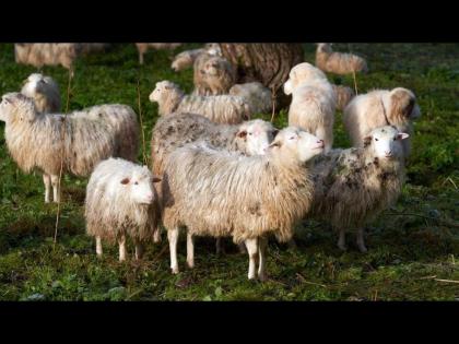 Herd of sheep eats 100 kg of cannabis in Greece after storm daniel floods now behaving strange | 100 किलो भांग खाऊन मेंढ्या झाल्या 'टल्ली' आणि मग झालं असं काही...