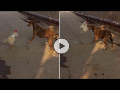 dog chicken fight hen pecked dog forced to run watch-video | VIDEO : कोंबड्याने श्वानाला चोच मारून मारून केलं हैराण, बघा पुढे काय झालं!