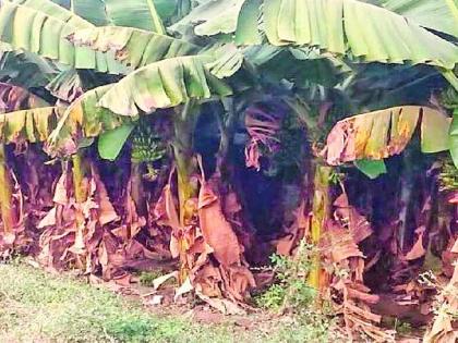 Banana banana garden | उन्हामुळे होरपळल्या केळीच्या बागा