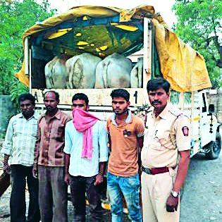 Illegal transportation of animals; Nine accused arrested | जनावरांची अवैध वाहतूक; नऊ आरोपींना अटक