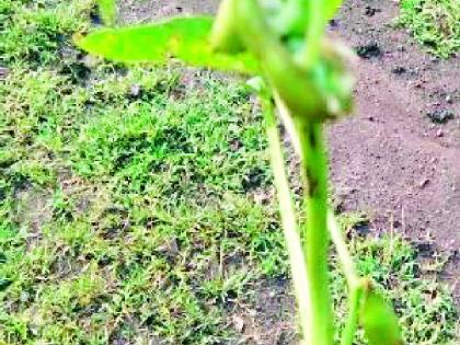 Soybean under water in Dhamangaon taluka | धामणगाव तालुक्यातील सोयाबीन पाण्याखाली Soybean under water in Dhamangaon taluka | धामणगाव तालुक्यातील सोयाबीन पाण्याखाली