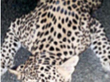 A leopard that was feared by people was killed in a collision with a vehicle, now hahaha | लोकांनी धास्ती घेतलेला बिबट्या वाहनाच्या धडकेत ठार, आता हळहळ