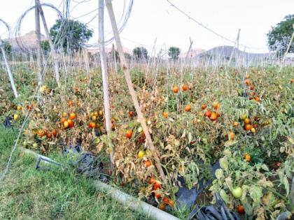 Stop the tomatoes in a wasteful price, the farmers break the banana | टोमॅटोला कवडीमोल भाव, शेतकऱ्यांकडून तोडणी बंद