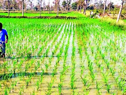 The power of irrigation that is needed in the summer season | उन्हाळी धानाला हवेय सिंचनाचे बळ