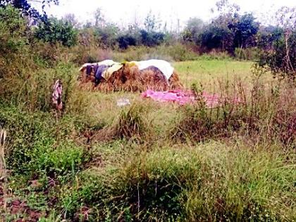 Suddenly rainy wheat, gram grains hit | अवकाळी पावसाचा गहू, हरभरा पिकांना फटका