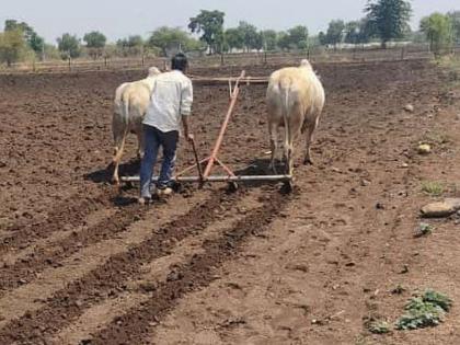 Sowing on only 17 thousand 443 hectares in Buldana district | बुलडाणा जिल्ह्यात केवळ १७ हजार ४४३ हेक्टवर पेरणी