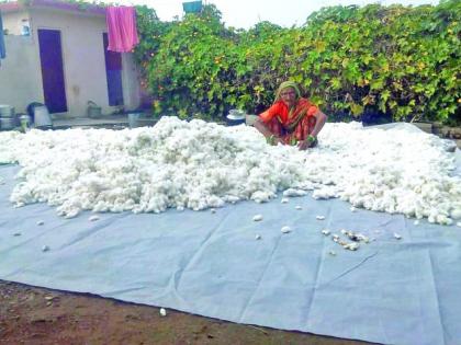 Farmers struggle to dry wet cotton | शेतकऱ्यांची ओला कापूस वाळविण्यासाठी धडपड