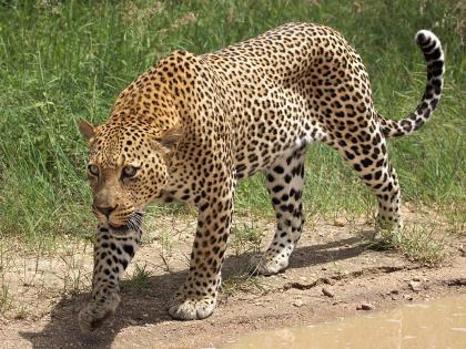   The calf fatty from the leopard | बिबट्याकडून वासरू फस्त