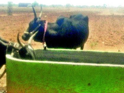 Fodder, water wandering | चारा, पाण्यासाठी भटकंती