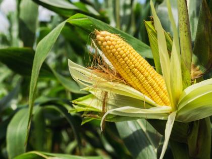 Maize of only 1400 farmers got guaranteed price | केवळ १४०० शेतकऱ्यांच्याच मक्याला मिळाला हमीभाव