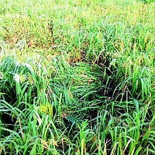 Attack of the Tuberculosis Paddy crop | धान पिकावर तुडतुडा लाल्या रोगाचे आक्रमण