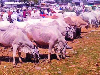 Sale of desperate farmers' livestock | हताश शेतकऱ्यांच्या जनावरांची कवडीमोल भावात विक्री