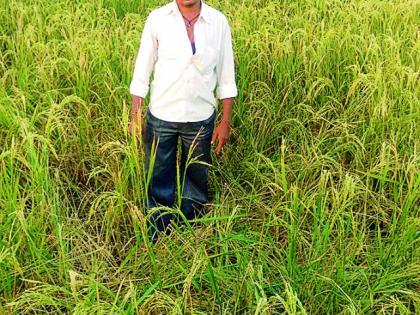 Crop damage due to wildlife | वन्यप्राण्यांमुळे पिकाचे नुकसान