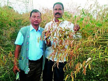 Six varieties of mustard varieties developed by the farmer | शेतकऱ्याने विकसित केले सहा दाण्याचे तुरीचे वाण