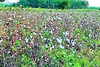 Seeing the cotton in the field, the water in the eyes of the farmers | शेतातील कापूस बघून शेतकऱ्यांच्या डोळ्यात पाणी