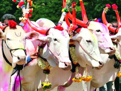 Virajana this year on the hive festival | पोळा सणावर यंदा विरजण Virajana this year on the hive festival | पोळा सणावर यंदा विरजण