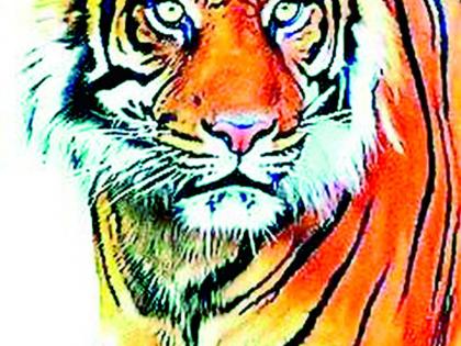 Forest department's 'watch' on 'that' tiger | ‘त्या’ वाघावर वनविभागाचा ‘वॉच’