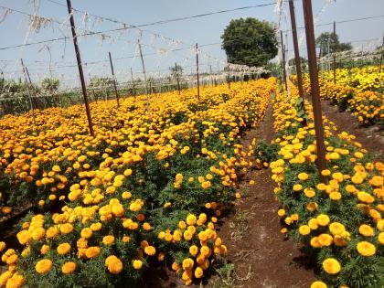 For the Dasari-Diwali, marigold farming has become so rampant | दसरा-दिवाळीसाठी झेंडूची शेती बहरली