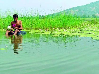 Foresighted Job seeks to sell lotus flowers | दूरदृष्टीने शोधला कमळ फुलाच्या विक्रीतून रोजगार