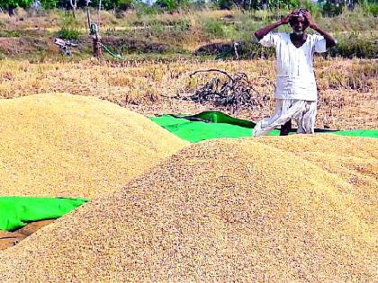 Due to lack of adequate barbecue, the rice fields fall into the fields | पुरेशा बारदान्याअभावी धान शेतात पडून