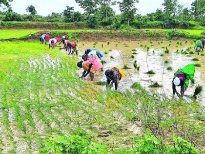Paddy cultivation completed on six thousand hectares | सहा हजार हेक्टरवर धान राेवणी पूर्ण Paddy cultivation completed on six thousand hectares | सहा हजार हेक्टरवर धान राेवणी पूर्ण