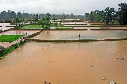 Declare wet drought in Nagpur district; BJP's demand to the government | नागपूर जिल्ह्यात ओला दुष्काळ जाहीर करा; भाजपची सरकारला मागणी