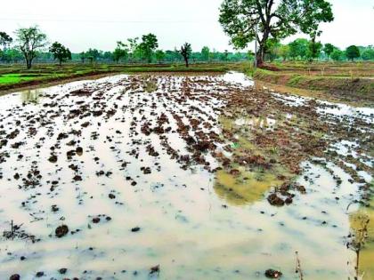 Difficulties in paddy sowing due to continuous rains | सततच्या पावसामुळे धान पेरणीच्या कामात वाढल्या अडचणी