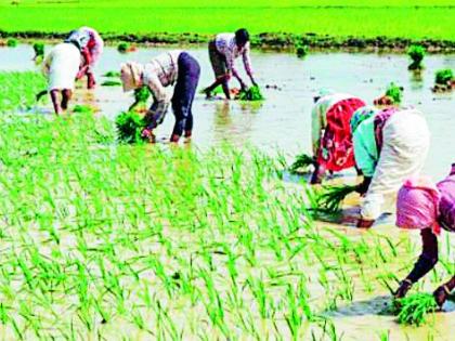 ‘You don't even get oil for such a wage, sir! ' | ‘एवढ्या मजुरीत तेलही मिळत नाही साहेब !’