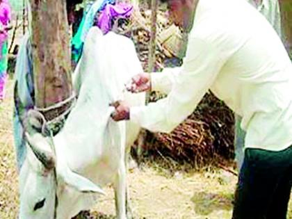 Recruitment of vacancies for Animal Husbandry Department | पशुसंवर्धन विभागाला रिक्त पदांचे ग्रहण