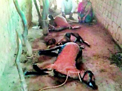 Three goats and a male goat | बिबट्याने फस्त केल्या तीन शेळ्या आणि एक बोकड Three goats and a male goat | बिबट्याने फस्त केल्या तीन शेळ्या आणि एक बोकड