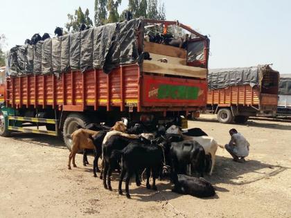  11 vehicles with 35 lakh sheep and goats seized | ३५ लाखांच्या शेळ्या-मेंढ्यांसह ११ वाहने जप्त