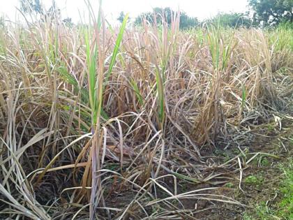 Humni insect damage sugarcane in Partur teshil | परतूरसह तालुक्यात ‘हुमणी’ अळीचा कहर