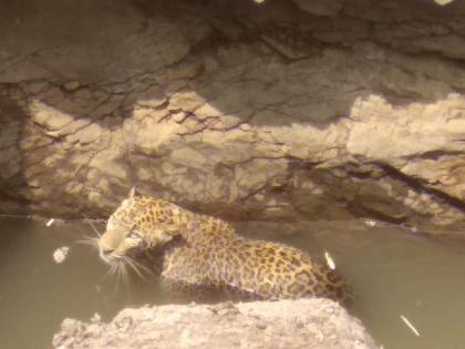 Leopard lying in the well | विहिरीत पडलेला बिबट्या जेरबंद