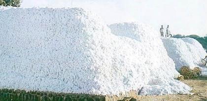 Farmers will burn a handful of cotton in front of their houses | शेतकरी आपल्या घरासमोर जाळणार मूठभर कापूस, २२ मेला आंदोलन