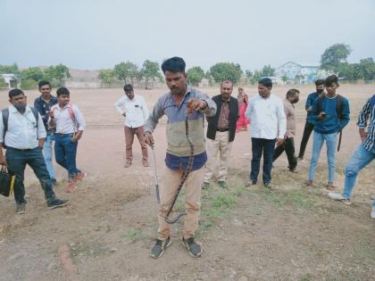 Manyar snake caught on Nandgaon College ground | नांदगाव महाविद्यालय मैदानावर पकडला मण्यार साप