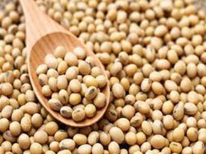 Only two complaints about soybean germination capacity | सोयाबीन उगवण क्षमतेबाबत दोनच तक्रारी