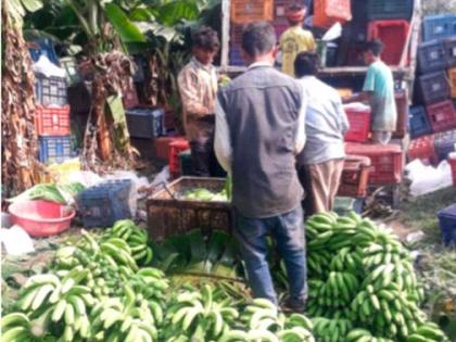 Prices of bananas and papayas declined due to the Delhi agitation | दिल्ली आंदोलनाचे कारण पुढे करीत केळी आणि पपईचे भाव घसरले Prices of bananas and papayas declined due to the Delhi agitation | दिल्ली आंदोलनाचे कारण पुढे करीत केळी आणि पपईचे भाव घसरले