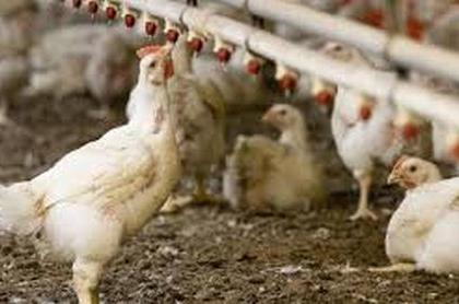 Infected by misconceptions on the poultry industry | पोल्ट्री उद्योगावर गैरसमजांमुळे संक्रांत Infected by misconceptions on the poultry industry | पोल्ट्री उद्योगावर गैरसमजांमुळे संक्रांत