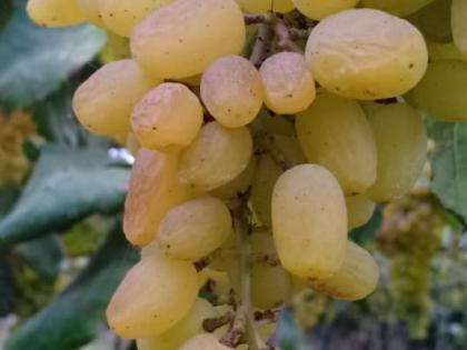  Production of currant now in the vineyard | द्राक्षबागेतच आता बेदाणा निर्मिती