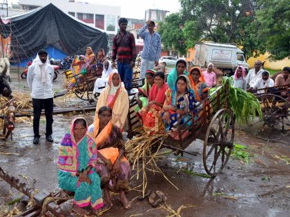 Parbhani: Fasting with the Gadhors for Farm Road | परभणी : शेत रस्त्यासाठी गुराढोरांसह उपोषण