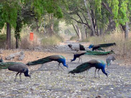  Security personnel become 'guardians' of peacocks | सुरक्षा कर्मचारीच बनले मोरांचे ‘रखवालदार’