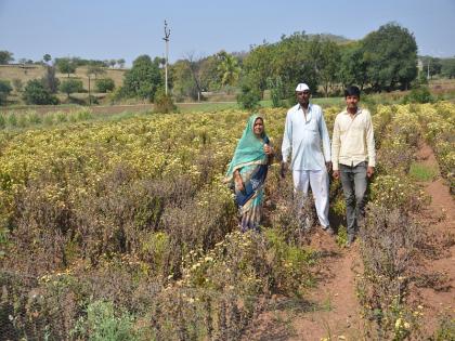 Shevanti dried up due to water! | पाण्याअभावी शेवंती सुकली !