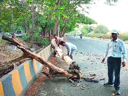 The tree fell into the labor force | कर्मयोगीनगरात झाड पडले